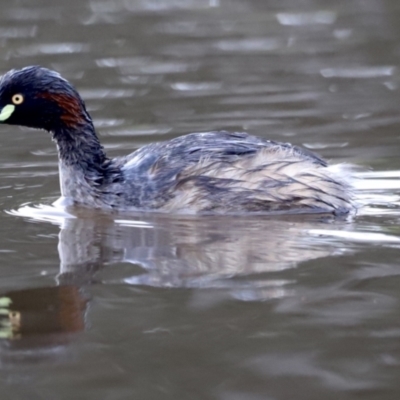 Tachybaptus novaehollandiae (Australasian Grebe) at Molonglo River Reserve - 3 Oct 2021 by Cricket