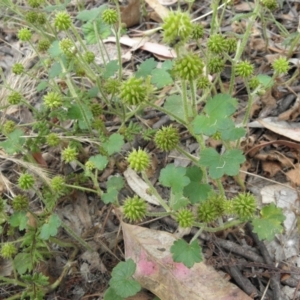 Hydrocotyle laxiflora at Kambah, ACT - 27 Dec 2021 02:49 PM