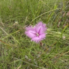 Thysanotus tuberosus subsp. tuberosus (Common Fringe-lily) at Kambah, ACT - 27 Dec 2021 by MatthewFrawley