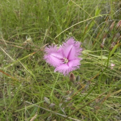 Thysanotus tuberosus subsp. tuberosus (Common Fringe-lily) at Kambah, ACT - 27 Dec 2021 by MatthewFrawley