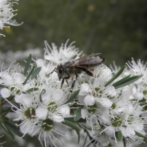 Apis mellifera at Kambah, ACT - 27 Dec 2021 03:01 PM