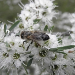 Apis mellifera at Kambah, ACT - 27 Dec 2021 03:01 PM