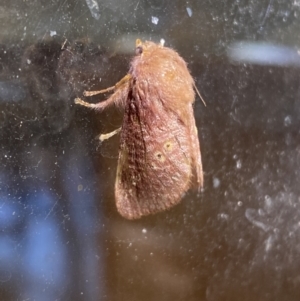 Doratifera quadriguttata and casta at Numeralla, NSW - 31 Dec 2021