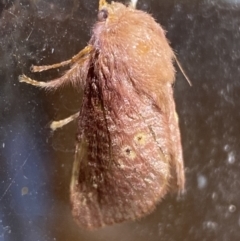 Doratifera quadriguttata and casta at Numeralla, NSW - 31 Dec 2021