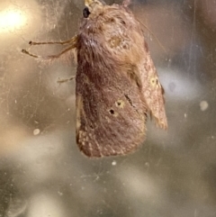 Doratifera quadriguttata and casta at Numeralla, NSW - 31 Dec 2021