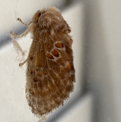 Pseudanapaea (genus) (A cup moth) at Numeralla, NSW - 31 Dec 2021 by SteveBorkowskis