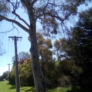 Eucalyptus mannifera at Lyons, ACT - 1 Dec 2021