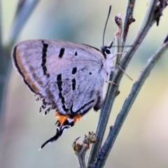 Jalmenus evagoras (Imperial Hairstreak) at Pambula Beach, NSW - 30 Dec 2021 by KylieWaldon