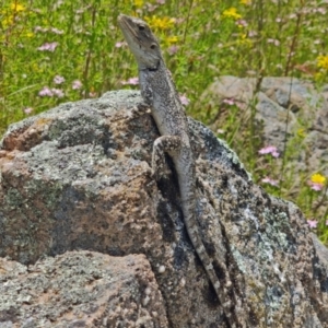 Amphibolurus muricatus at Kambah, ACT - 25 Dec 2021