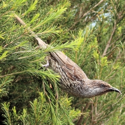 Anthochaera chrysoptera (Little Wattlebird) at Tathra, NSW - 28 Dec 2021 by KylieWaldon