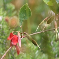 Kennedia rubicunda (Dusky Coral Pea) at Tathra, NSW - 28 Dec 2021 by KylieWaldon