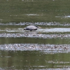 Egretta sacra (Eastern Reef Egret) at Mogareeka, NSW - 28 Dec 2021 by KylieWaldon