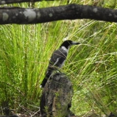 Cracticus torquatus (Grey Butcherbird) at Bundanoon, NSW - 22 Dec 2021 by GlossyGal