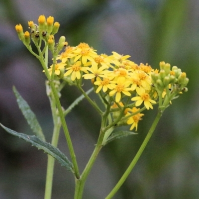 Senecio linearifolius (Fireweed Groundsel, Fireweed) at Wallagoot, NSW - 28 Dec 2021 by KylieWaldon