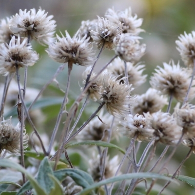 Coronidium elatum (White Everlasting Daisy) at Wallagoot, NSW - 28 Dec 2021 by KylieWaldon