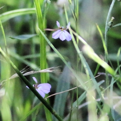 Lobelia anceps (Angled Lobelia) at Wallagoot, NSW - 28 Dec 2021 by KylieWaldon