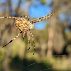 Backobourkia sp. (genus) (An orb weaver) at Mount Majura - 30 Dec 2021 by sbittinger