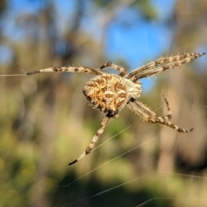 Backobourkia sp. (genus) at Watson, ACT - 31 Dec 2021