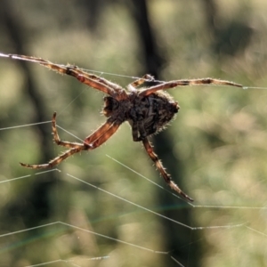 Backobourkia sp. (genus) at Watson, ACT - 31 Dec 2021