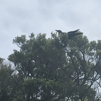 Corvus coronoides / mellori (Australian / Little Raven) at Cowes, VIC - 17 Dec 2021 by Tapirlord