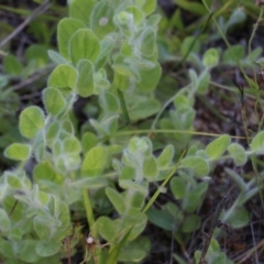Kickxia elatine (Sharpleaf Cancerwort) at Wallagoot, NSW - 29 Dec 2021 by KylieWaldon