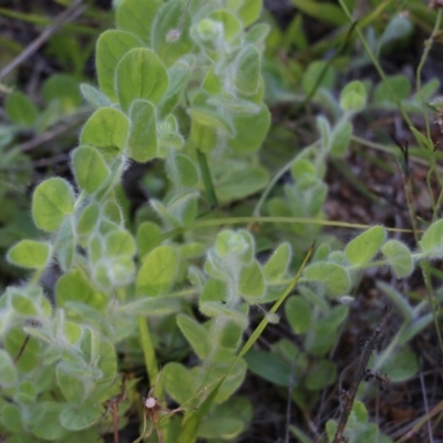 Kickxia elatine (Sharpleaf Cancerwort) at Wallagoot, NSW - 29 Dec 2021 by KylieWaldon