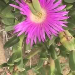 Carpobrotus rossii (Pigface) at Cowes, VIC - 17 Dec 2021 by Tapirlord