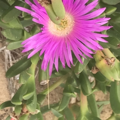 Carpobrotus rossii (Pigface) at Cowes, VIC - 17 Dec 2021 by Tapirlord