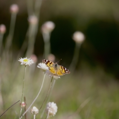 Vanessa kershawi (Australian Painted Lady) at Molonglo Valley, ACT - 3 Oct 2021 by Cricket