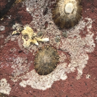 Unverified Sea Snail or Limpet (Gastropoda) at Cowes, VIC - 17 Dec 2021 by Tapirlord
