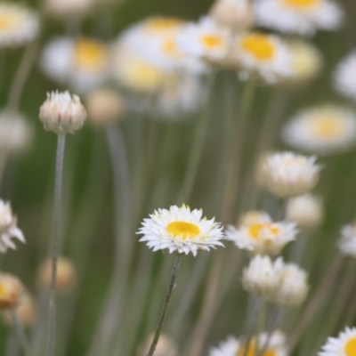 Leucochrysum albicans subsp. tricolor (Hoary Sunray) at Molonglo River Reserve - 3 Oct 2021 by Cricket