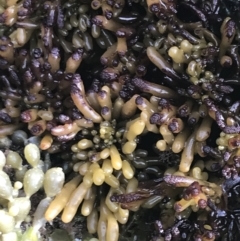Unverified Marine Alga & Seaweed at Cowes, VIC - 17 Dec 2021 by Tapirlord