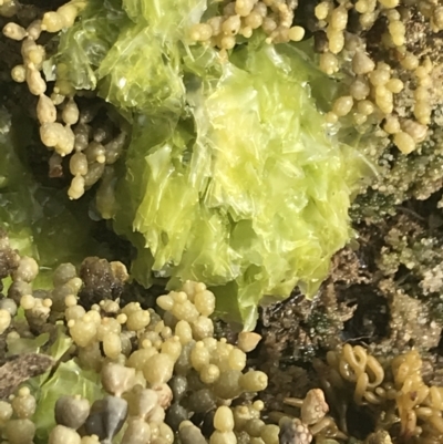 Unidentified Marine Alga & Seaweed at Cowes, VIC - 17 Dec 2021 by Tapirlord