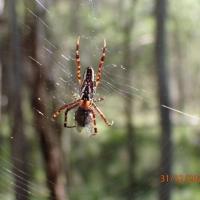 Plebs bradleyi (Enamelled spider) at Tidbinbilla Nature Reserve - 30 Dec 2021 by Ozflyfisher