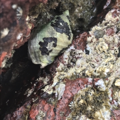 Unidentified Sea Snail or Limpet (Gastropoda) at Cowes, VIC - 17 Dec 2021 by Tapirlord
