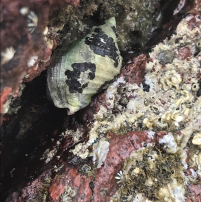 Unverified Sea Snail or Limpet (Gastropoda) at Cowes, VIC - 17 Dec 2021 by Tapirlord