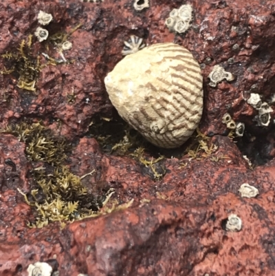 Unverified Sea Snail or Limpet (Gastropoda) at Cowes, VIC - 17 Dec 2021 by Tapirlord