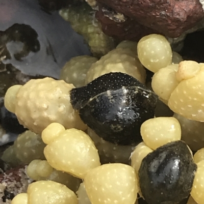 Unverified Sea Snail or Limpet (Gastropoda) at Cowes, VIC - 17 Dec 2021 by Tapirlord