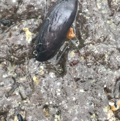 Unidentified Pipi / Clam / Oyster (Bivalvia) at Ventnor, VIC - 17 Dec 2021 by Tapirlord