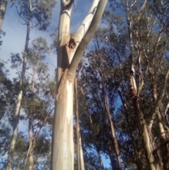 Eucalyptus globulus subsp. bicostata (Southern Blue Gum, Eurabbie) at Federal Golf Course - 29 Nov 2021 by MichaelMulvaney