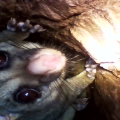 Trichosurus vulpecula (Common Brushtail Possum) at Yarralumla, ACT - 29 Nov 2021 by MichaelMulvaney