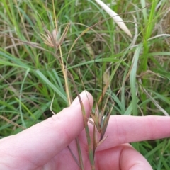 Themeda triandra (Kangaroo Grass) at Far Meadow, NSW - 28 Dec 2021 by HannahWindley