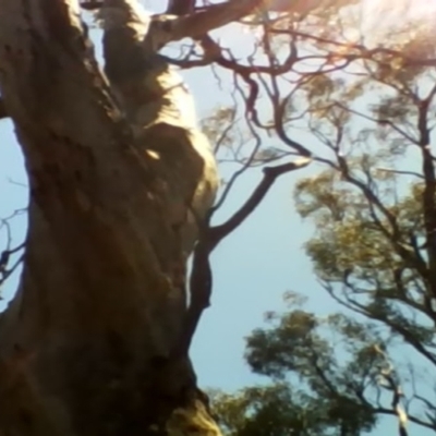 Callocephalon fimbriatum (Gang-gang Cockatoo) at Stirling Park - 29 Nov 2021 by MichaelMulvaney