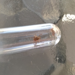 Unidentified Mite and Tick (Acarina) at Far Meadow, NSW - 28 Dec 2021 by HannahWindley