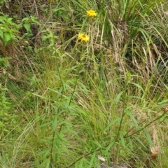 Xerochrysum bracteatum (Golden Everlasting) at Far Meadow, NSW - 28 Dec 2021 by HannahWindley