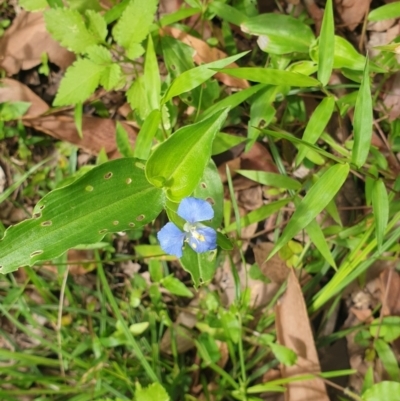 Commelina cyanea (Scurvy Weed) at Far Meadow, NSW - 28 Dec 2021 by HannahWindley