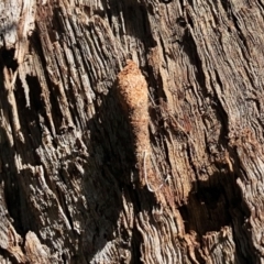 Lepidoscia (genus) IMMATURE (Unidentified Cone Case Moth larva, pupa, or case) at Aranda, ACT - 30 Dec 2021 by KMcCue