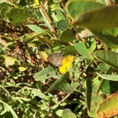 Zizina otis (Common Grass-Blue) at Aranda, ACT - 30 Dec 2021 by KMcCue