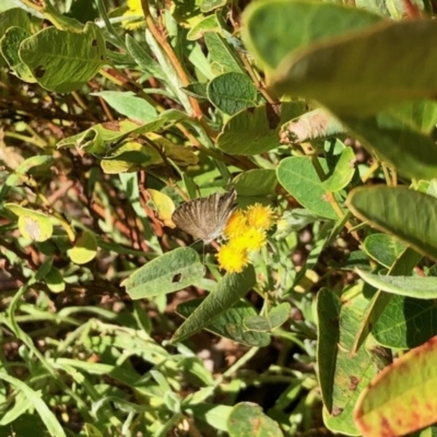 Zizina otis (Common Grass-Blue) at Aranda, ACT - 30 Dec 2021 by KMcCue