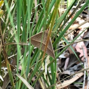 Epidesmia hypenaria at Aranda, ACT - 30 Dec 2021 05:23 PM